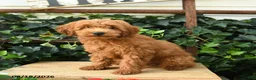Maltipoo dogs for sale: Jordan - Ad 3