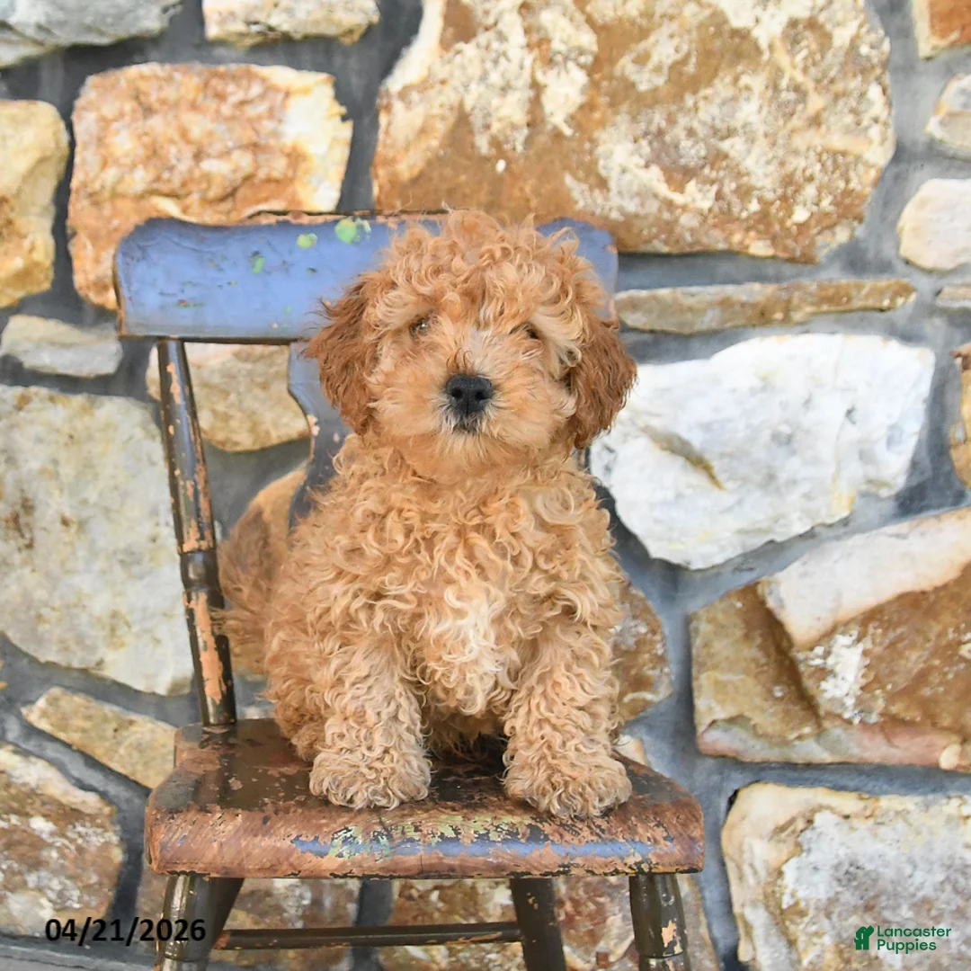 Cockapoo dogs for sale: Teddy - Ad 2