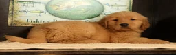 Golden Retriever dogs for sale: Jane - Ad 7