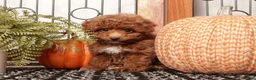 Toy Poodle dogs for sale: Acorn - Teacup Poodle  - Ad 4