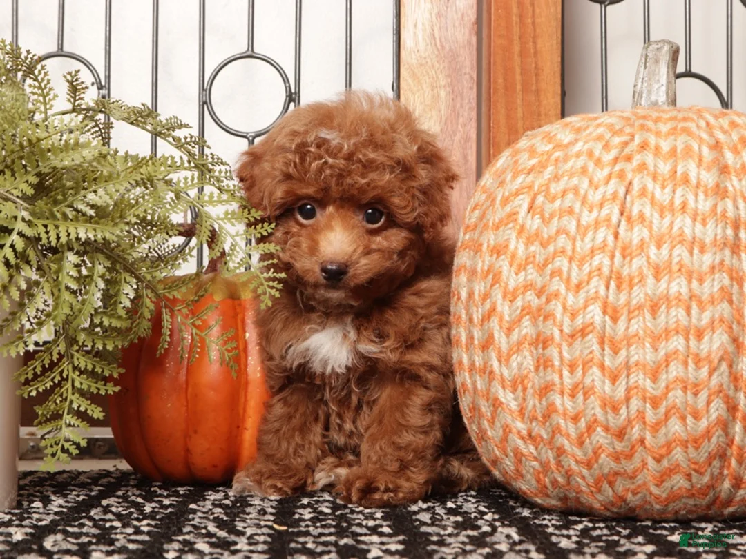 Toy Poodle dogs for sale: Acorn - Teacup Poodle  - Ad 4
