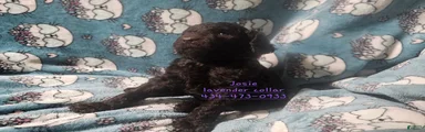 Josie