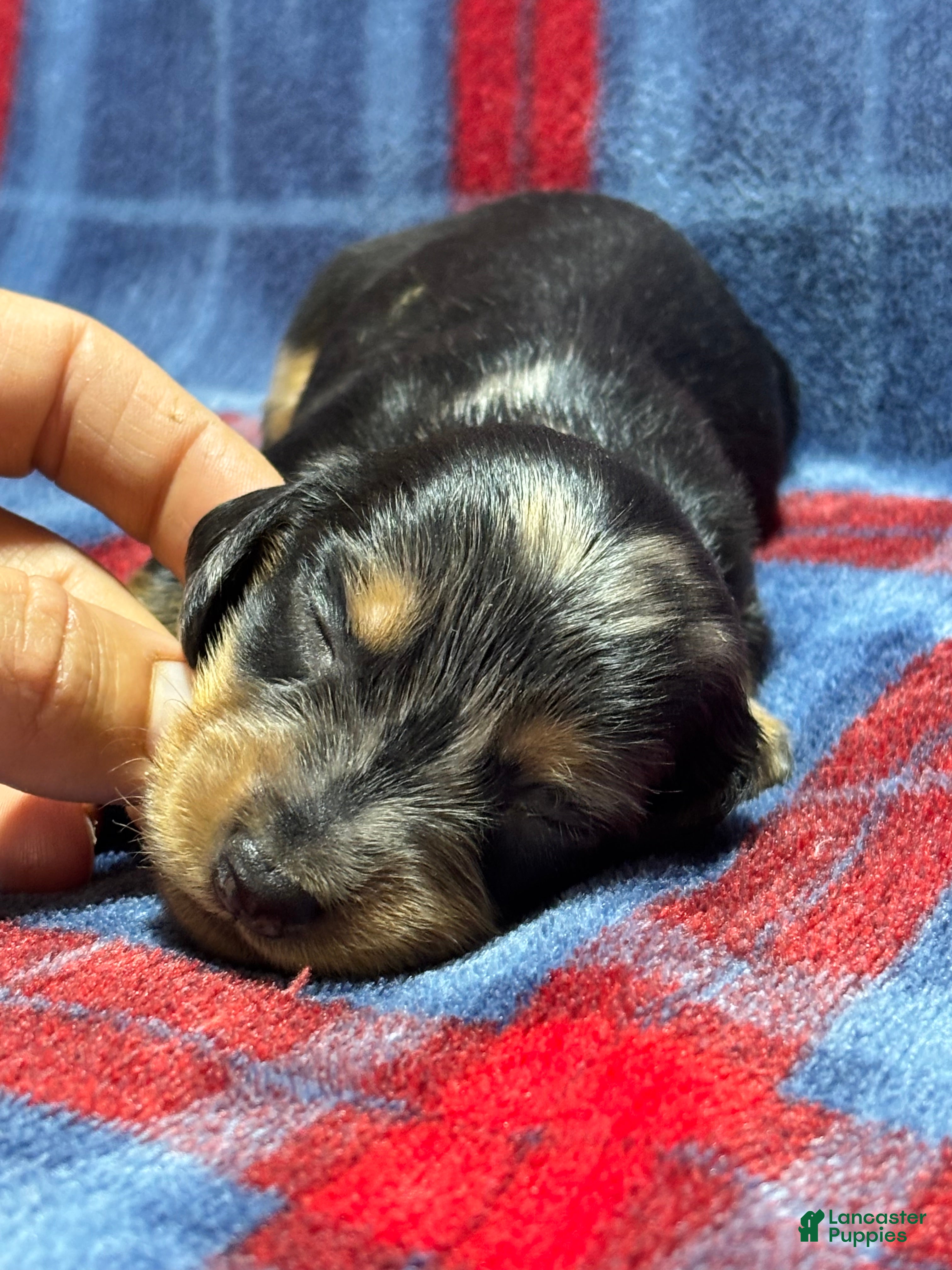 Dachshund dogs Dachshund 2 - Ad 2