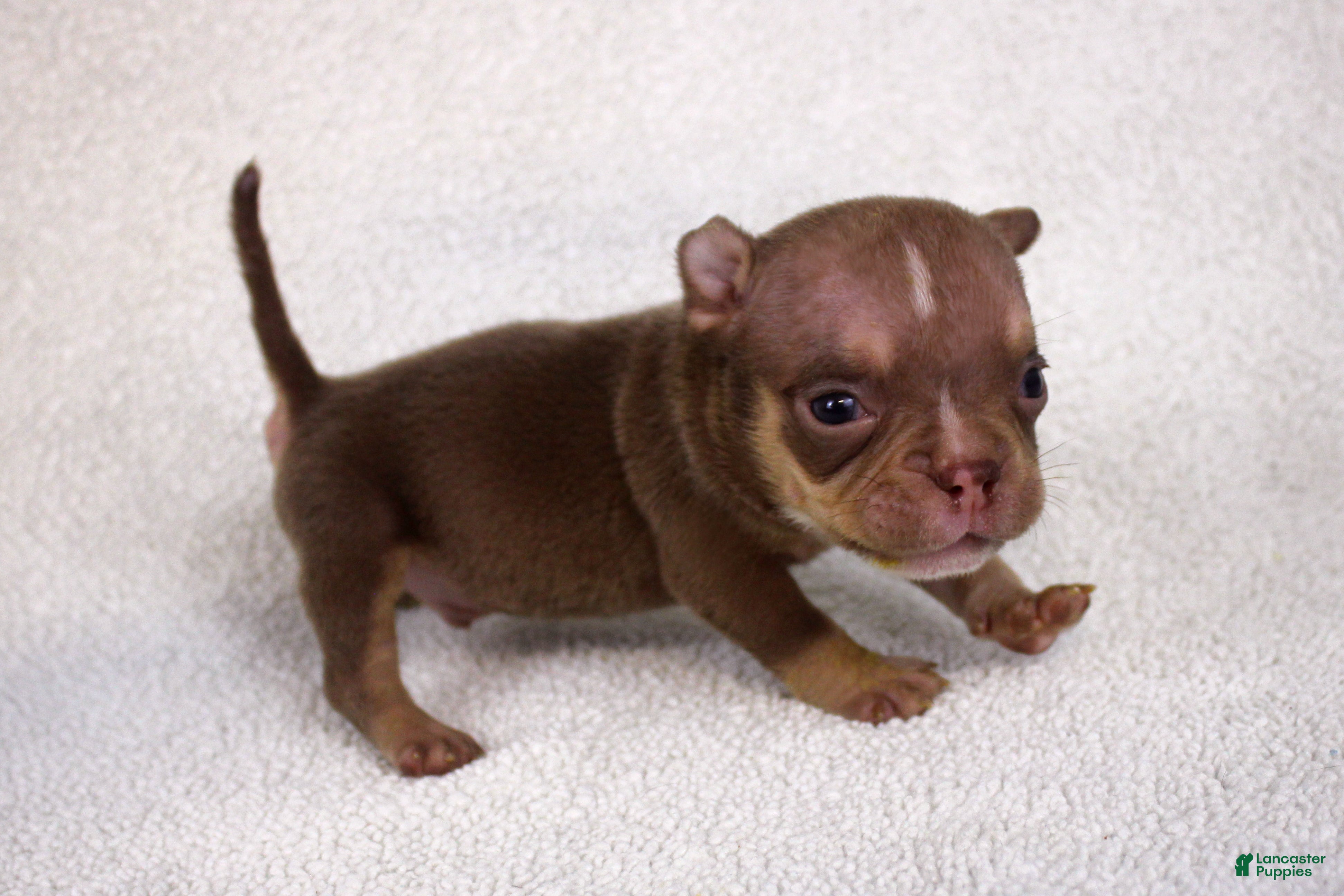 American Bully dogs Chocolate Tri Male - Ad 2
