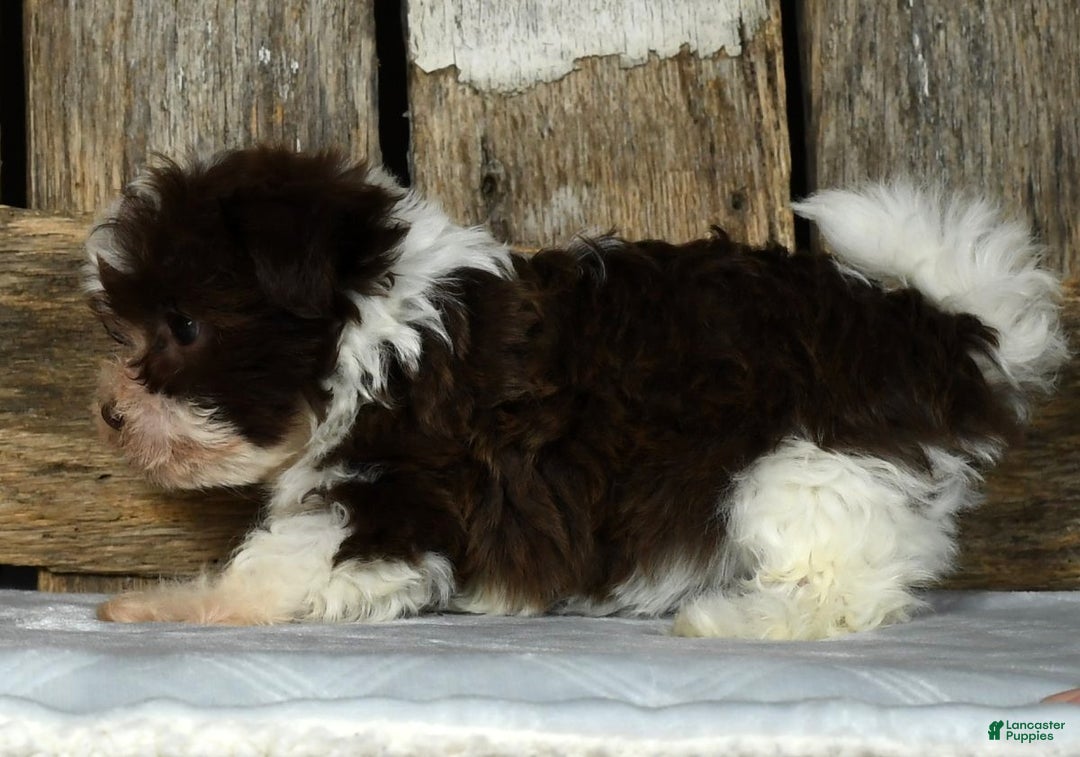 Havanese dogs for sale: Fritz - Ad 6