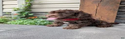 Cavapoo dogs for sale: Cody  - Ad 5