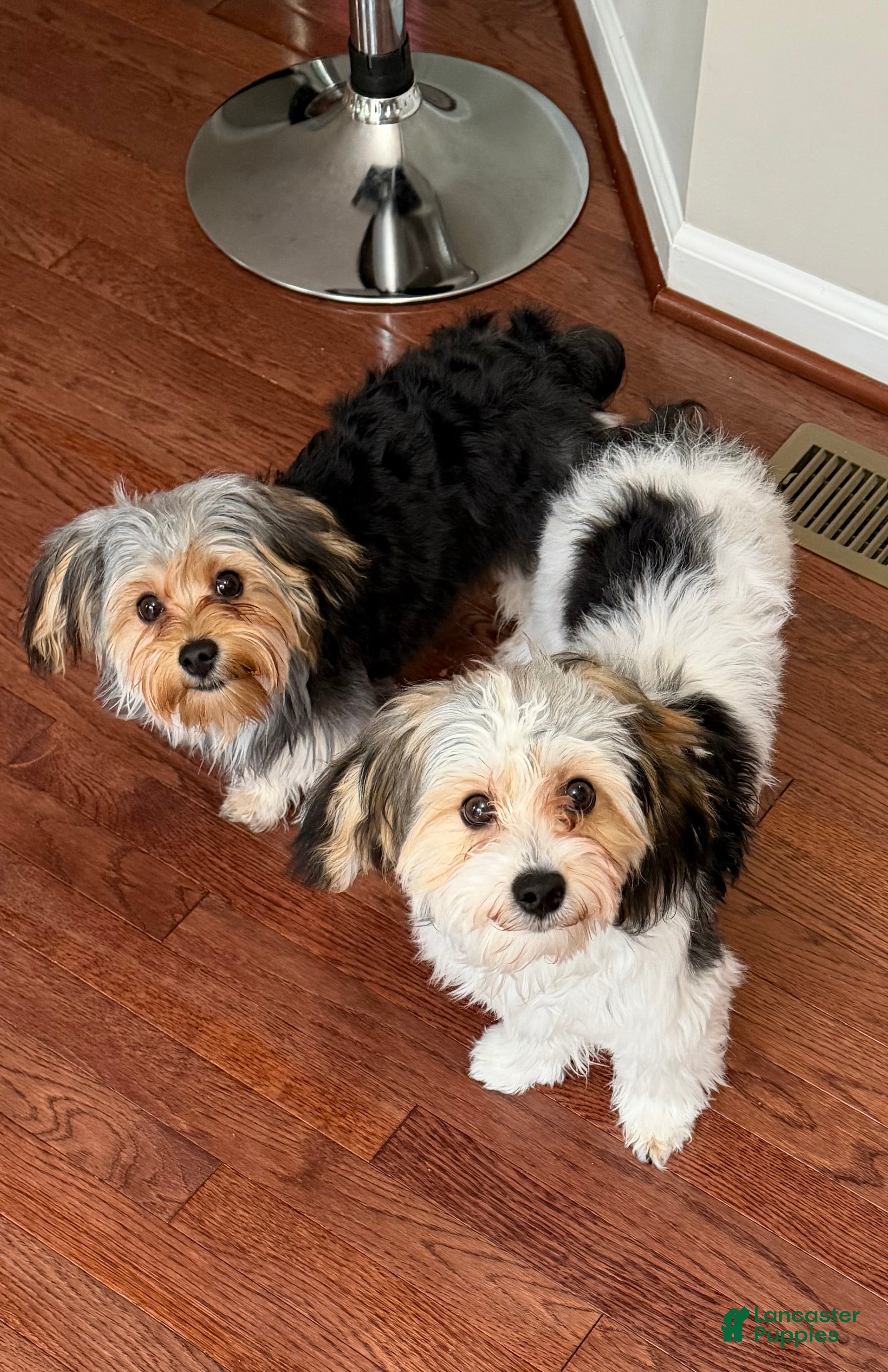 Morkie dogs Morkie Puppy 2 - Ad 42