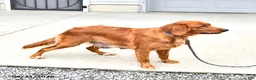 Golden Retriever dogs for sale: Jordan - Ad 6
