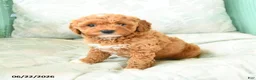 Miniature Poodle dogs for sale: Mariah - Ad 4