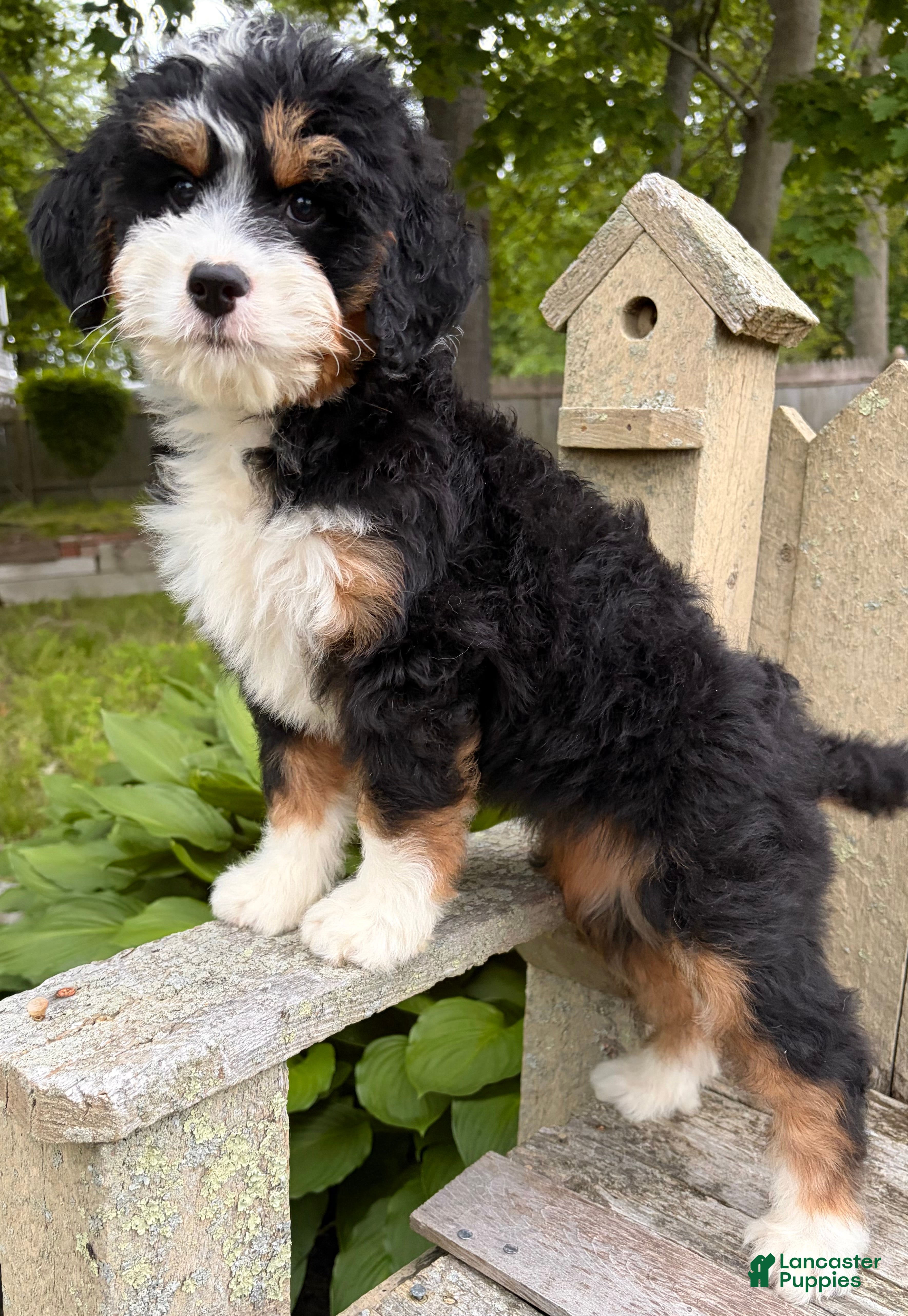 Mini Bernedoodle dogs for sale: 💛IN BOSTON MASSACHUSETTS AREA💛MINI BERNEDOODLE GIRL💛 - Ad 3