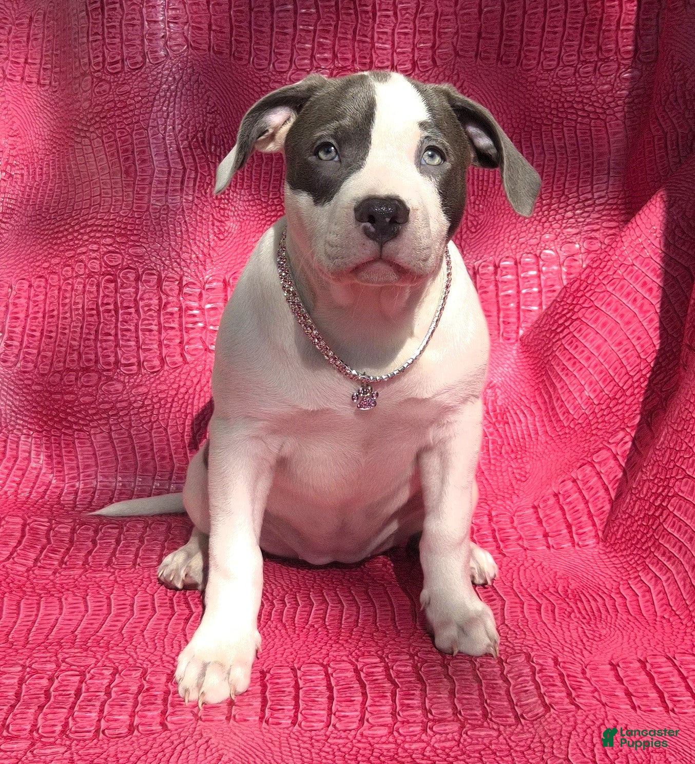American Bully dogs MEG THA STALLION - Ad 10