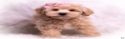 Maltipoo dogs for sale: Jasmine - Ad 2