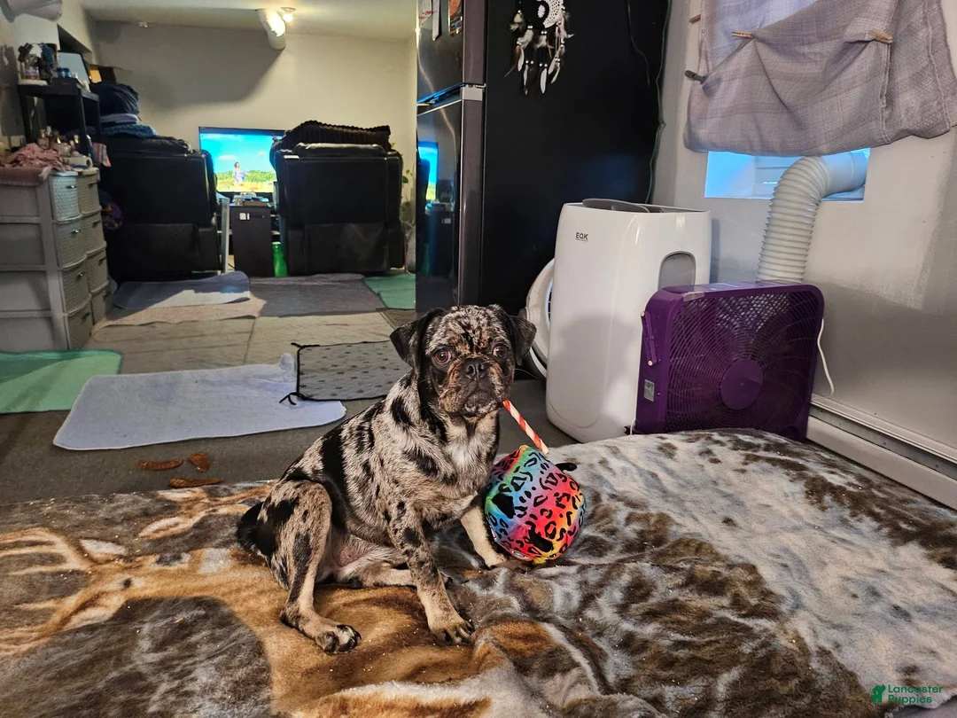 Pug dogs for sale: Bam bam - Ad 4