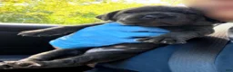 Cane Corso dogs for sale: Jade - Ad 4