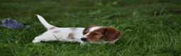 Miniature Dachshund dogs for sale: Cosmo - Ad 12