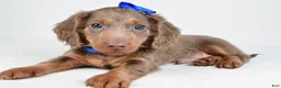 Miniature Dachshund dogs for sale: Titan - Ad 5