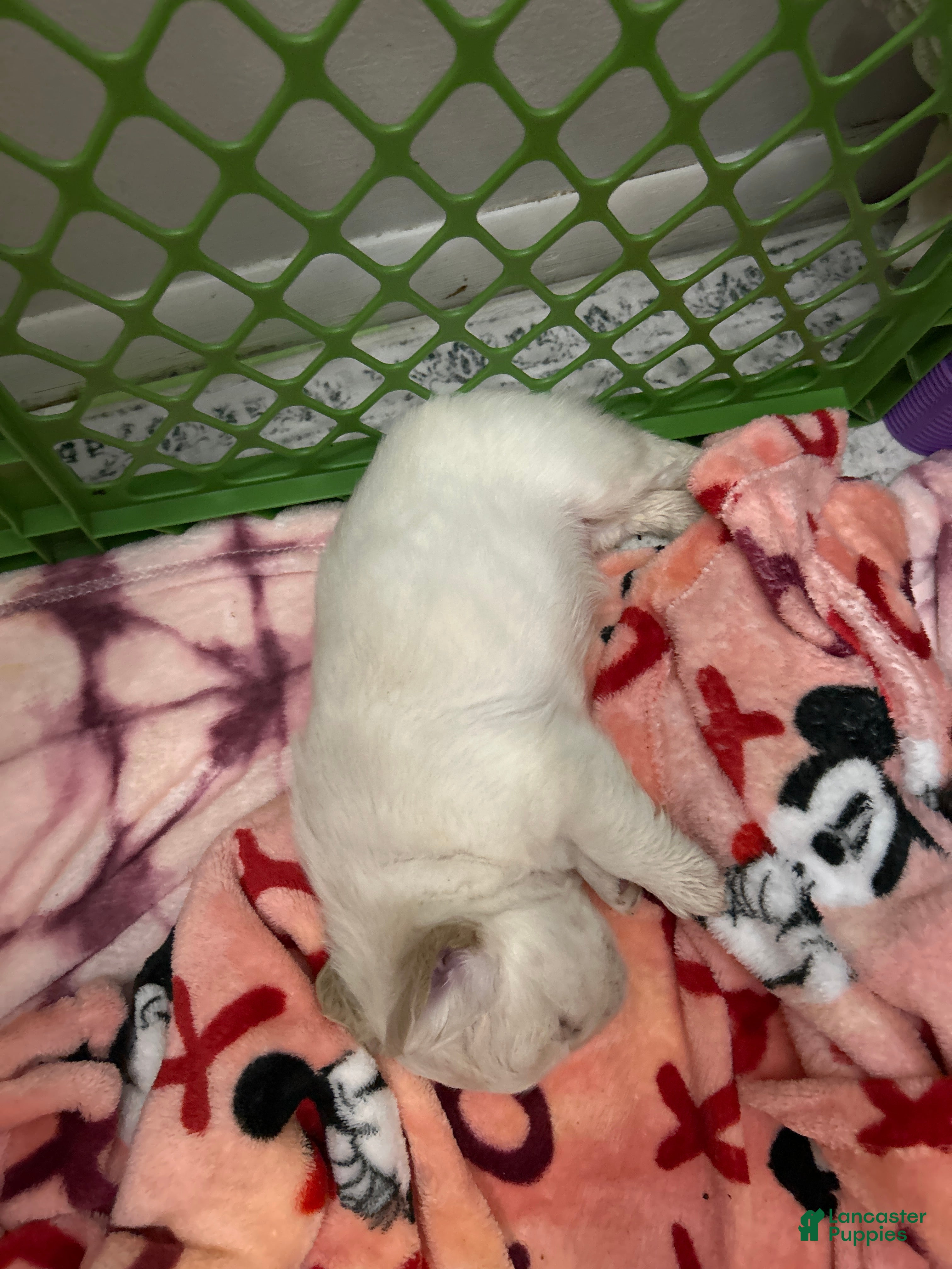 French Bulldog dogs for sale: French Bulldog Puppy 3 - Ad 1