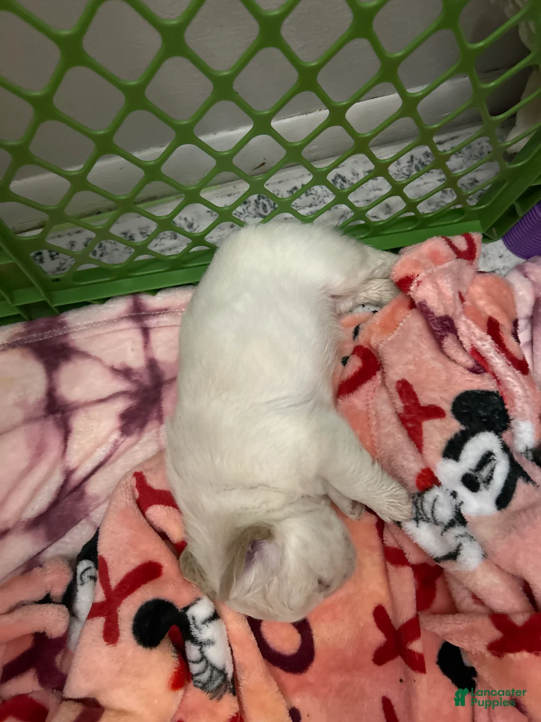 French Bulldog dogs for sale: French Bulldog Puppy 3 - Ad 1