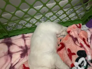 French Bulldog dogs for sale: French Bulldog Puppy 3 - Ad 1