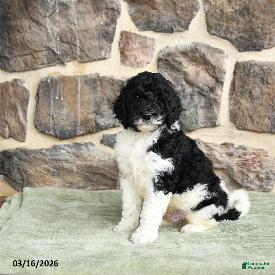 Goldendoodle dogs Jan - Ad 1