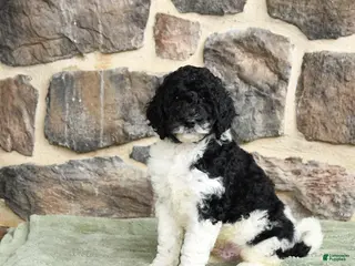 Goldendoodle dogs for sale: Jan - Ad 1