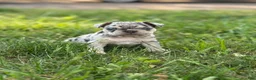 French Bulldog dogs for sale: Cookie - Ad 5