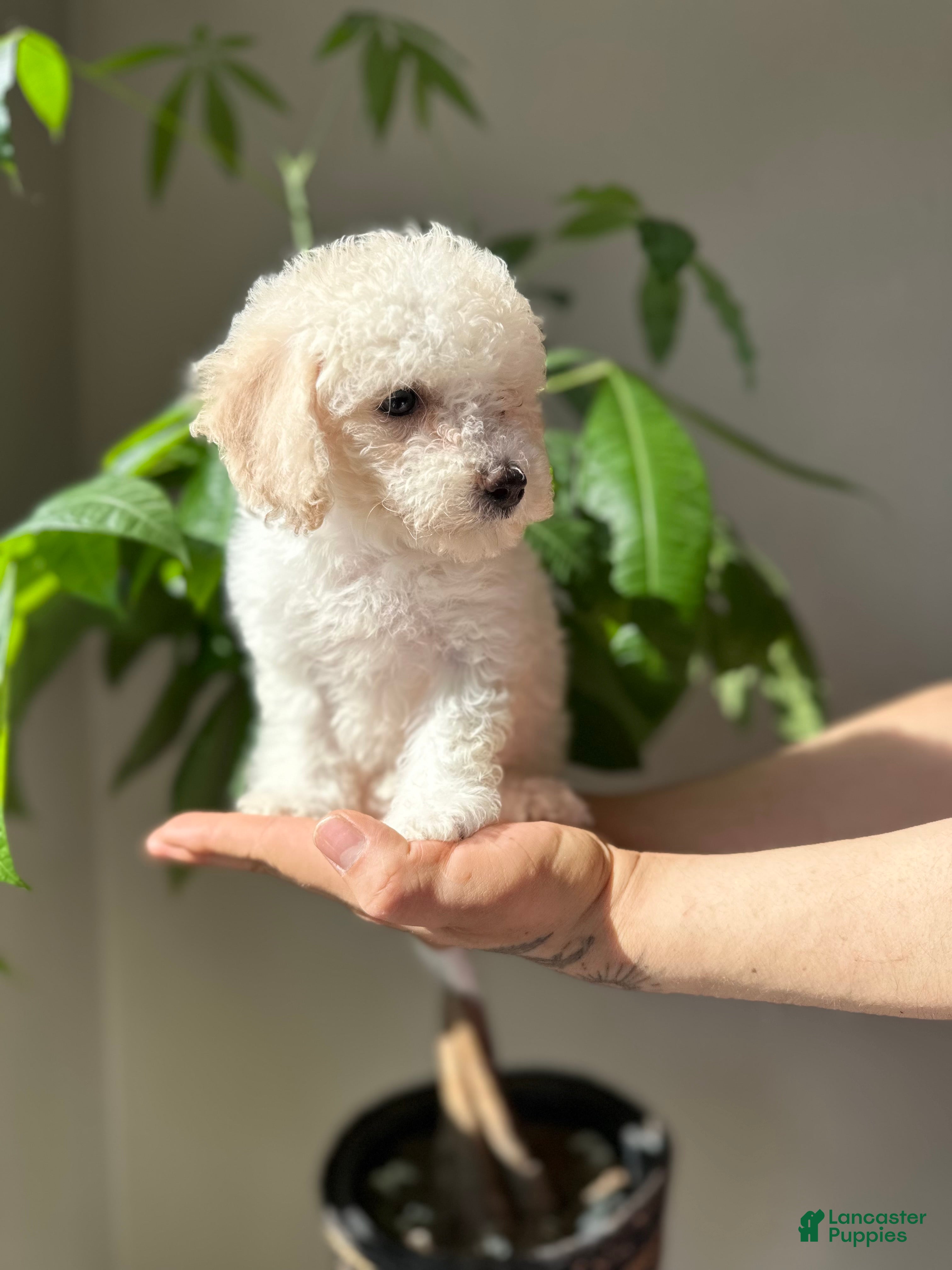 Maltipoo dogs Maltipoo 4 - Ad 2