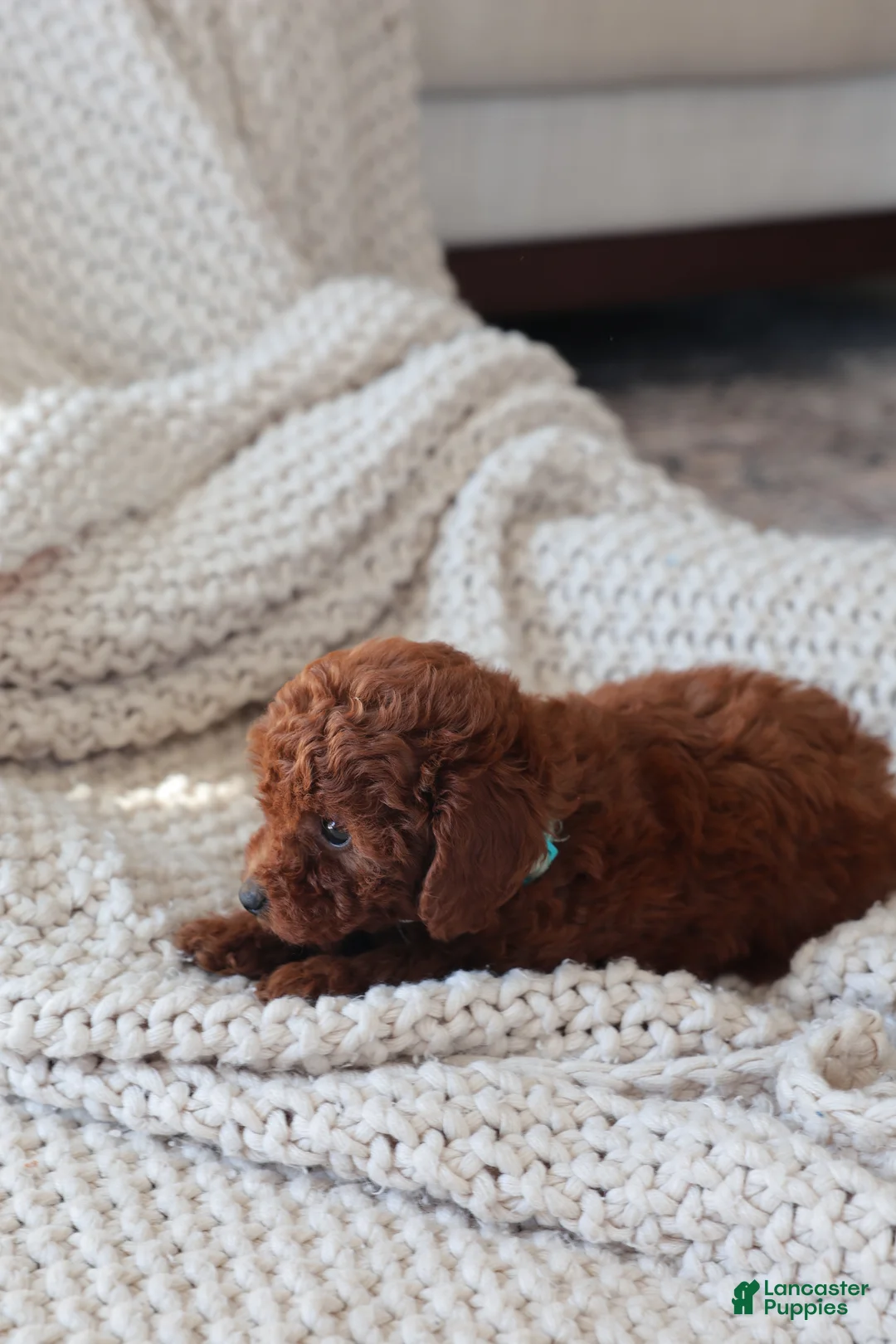 Toy Poodle dogs for sale: Alice - Ad 2