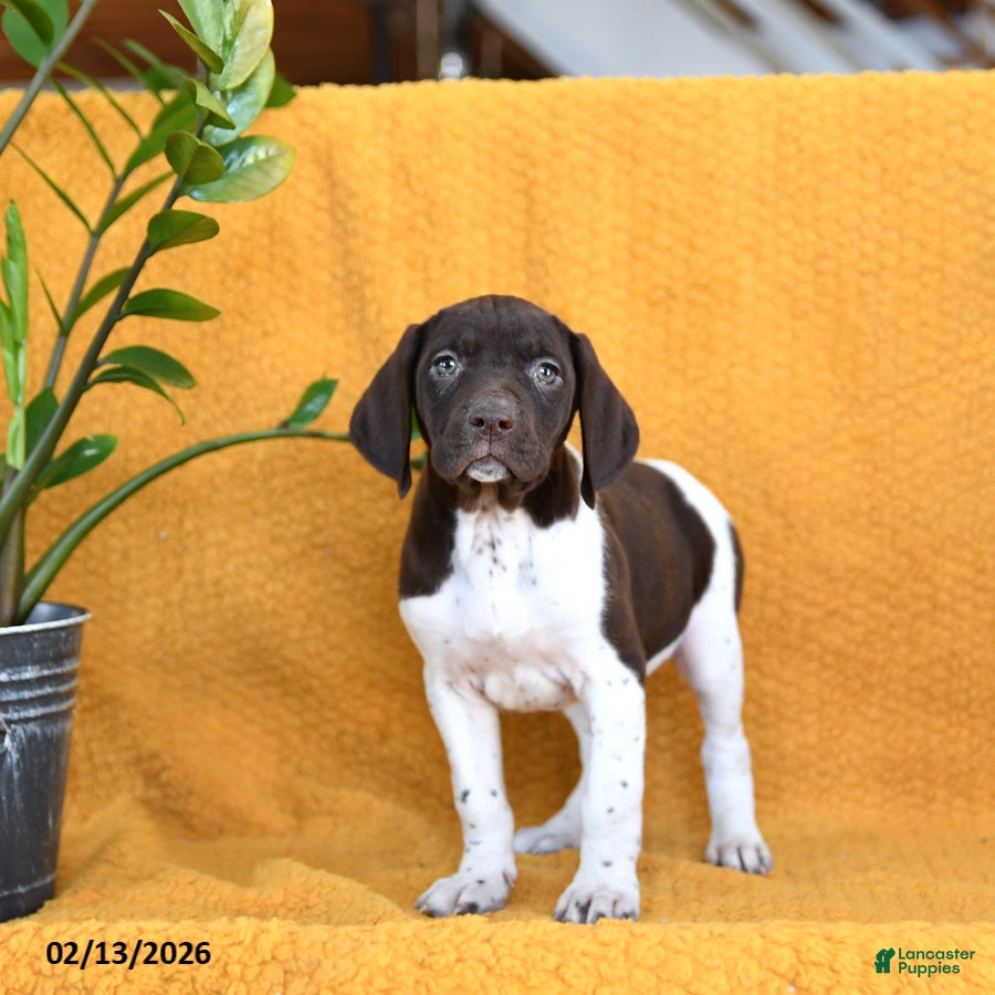 German Shorthaired Pointer dogs Blueberry - Ad 5