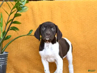 German Shorthaired Pointer dogs Blueberry - Ad 5
