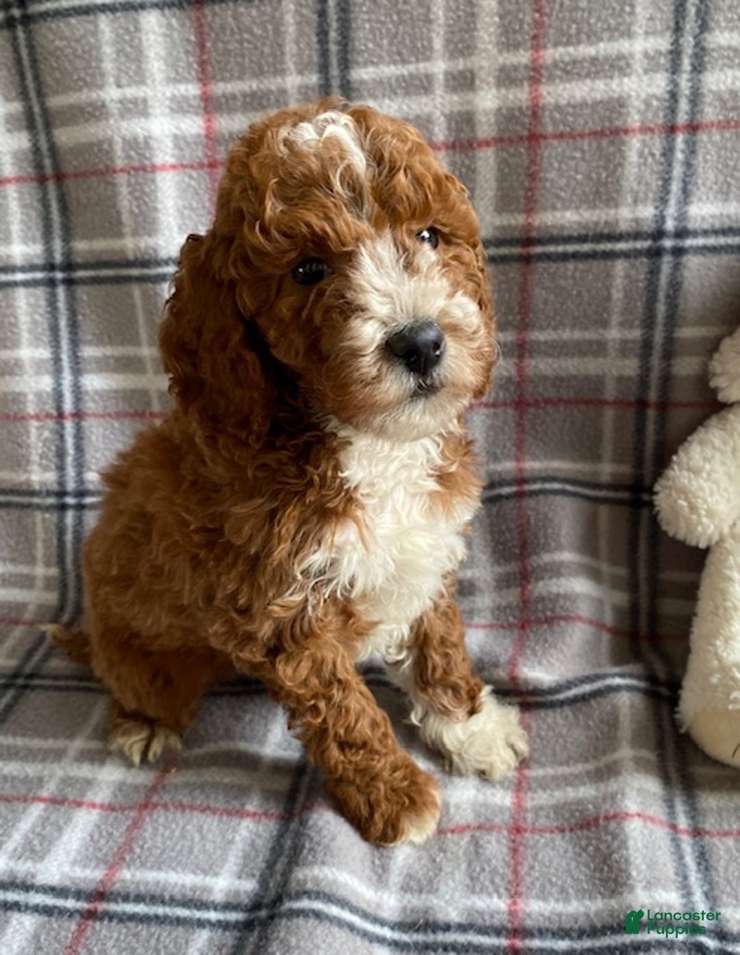 Miniature Poodle dogs for sale: Roman - Ad 1