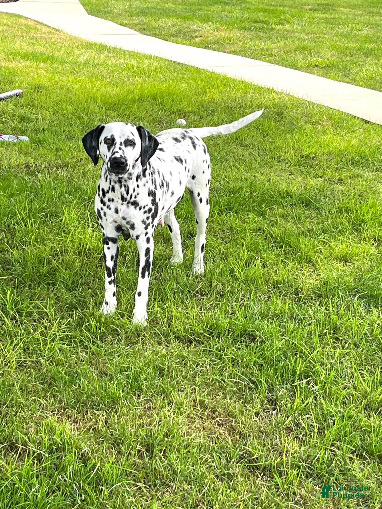 Dalmatian dogs Dahlia - Ad 2