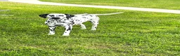 Dalmatian dogs for sale: Dixie❤️AKC 🐾Text or Call today - Ad 2