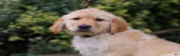 Golden Retriever dogs for sale: Arnette ACA Golden Retriever Pup - Ad 1