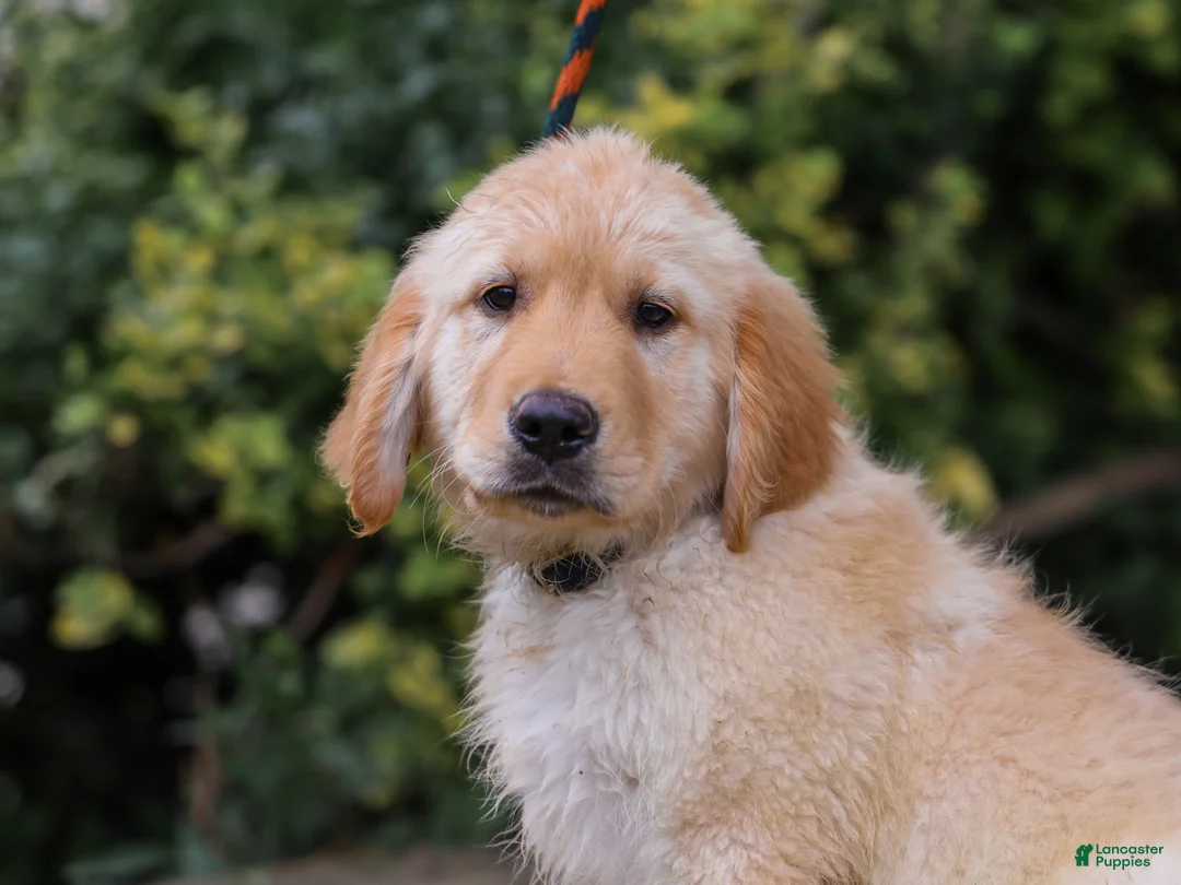 Golden Retriever dogs for sale: Arnette ACA Golden Retriever Pup - Ad 1