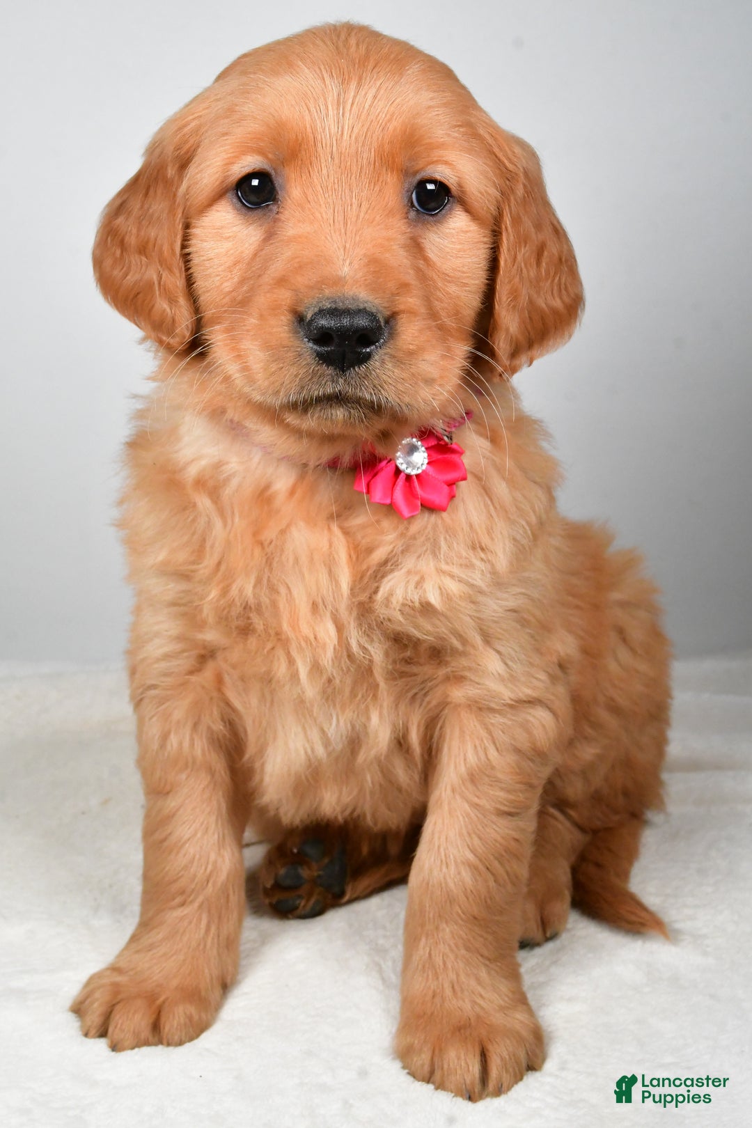 Golden Retriever dogs for sale: Karma - Ad 6