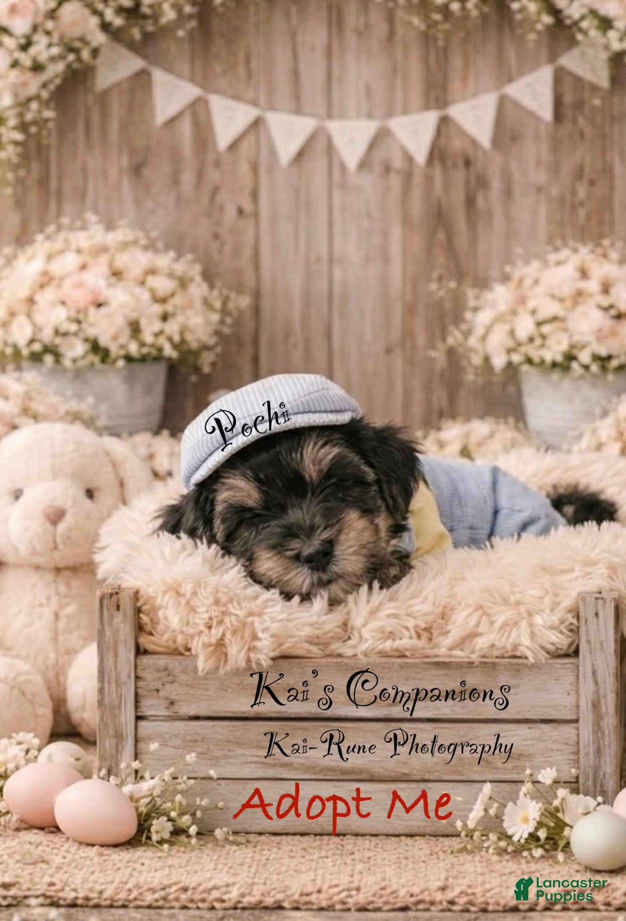 Morkie dogs Pochi [goes home trained] - Ad 29