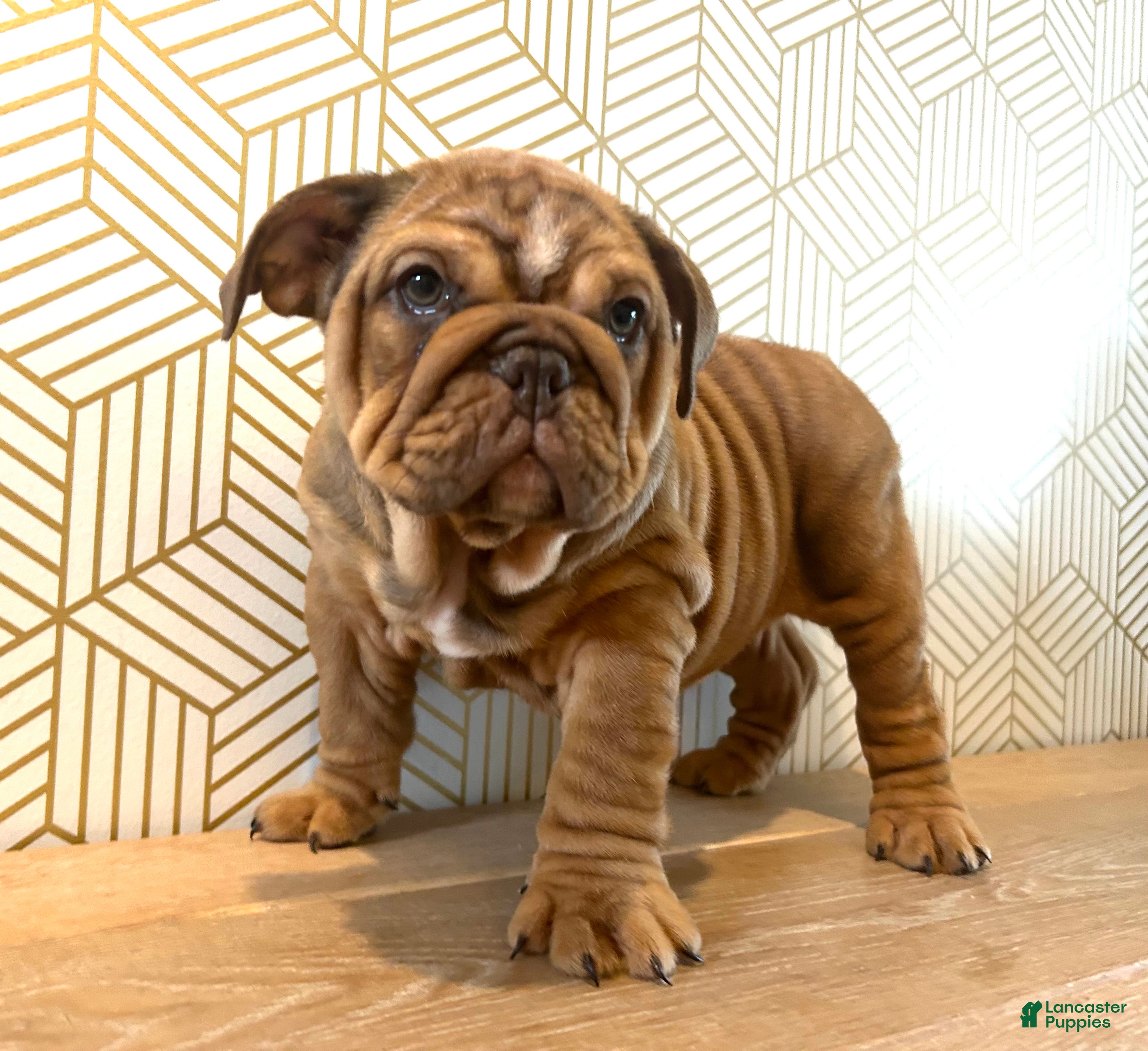 English Bulldog dogs Hazel - Ad 21