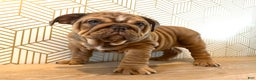 English Bulldog dogs for sale: Hazel - Ad 1