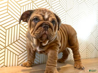 English Bulldog dogs Hazel - Ad 21