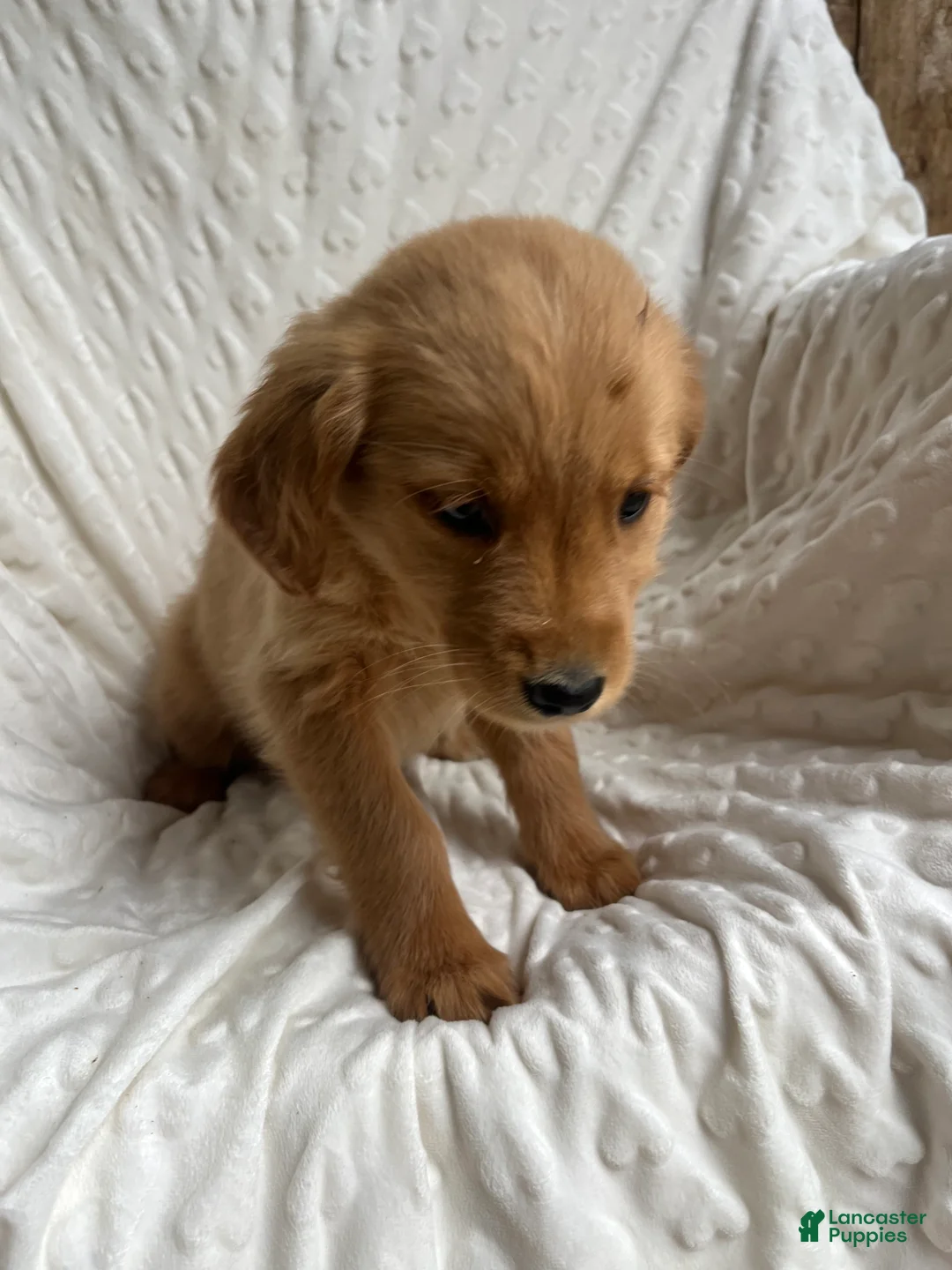 Golden Retriever dogs for sale: Golden Retriever Puppy 4 - Ad 6