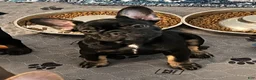 French Bulldog dogs for sale: Pepper - Ad 4
