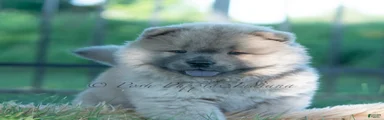 Bouji