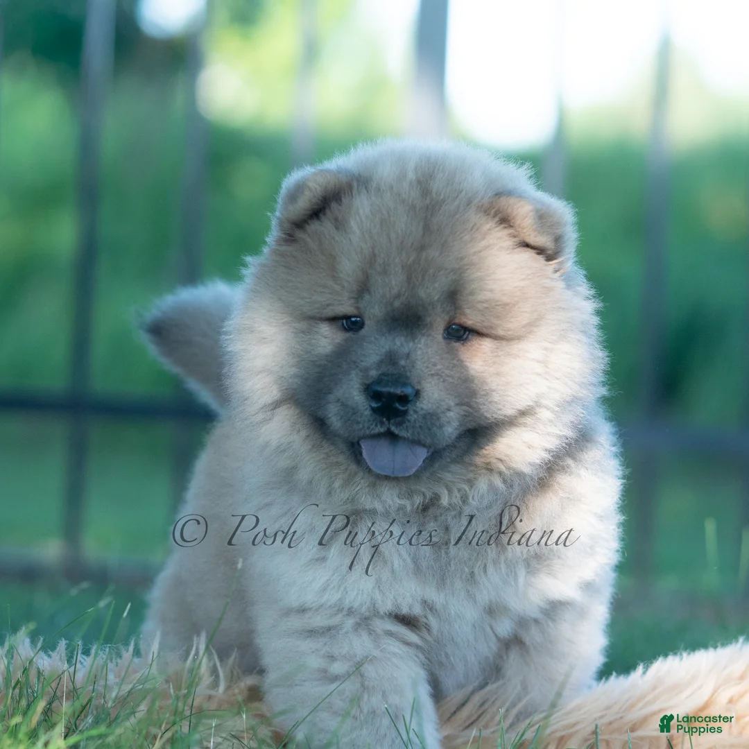 Chow Chow dogs for sale: Bouji - Ad 1