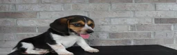 Beagle dogs for sale: Benji - Ad 5