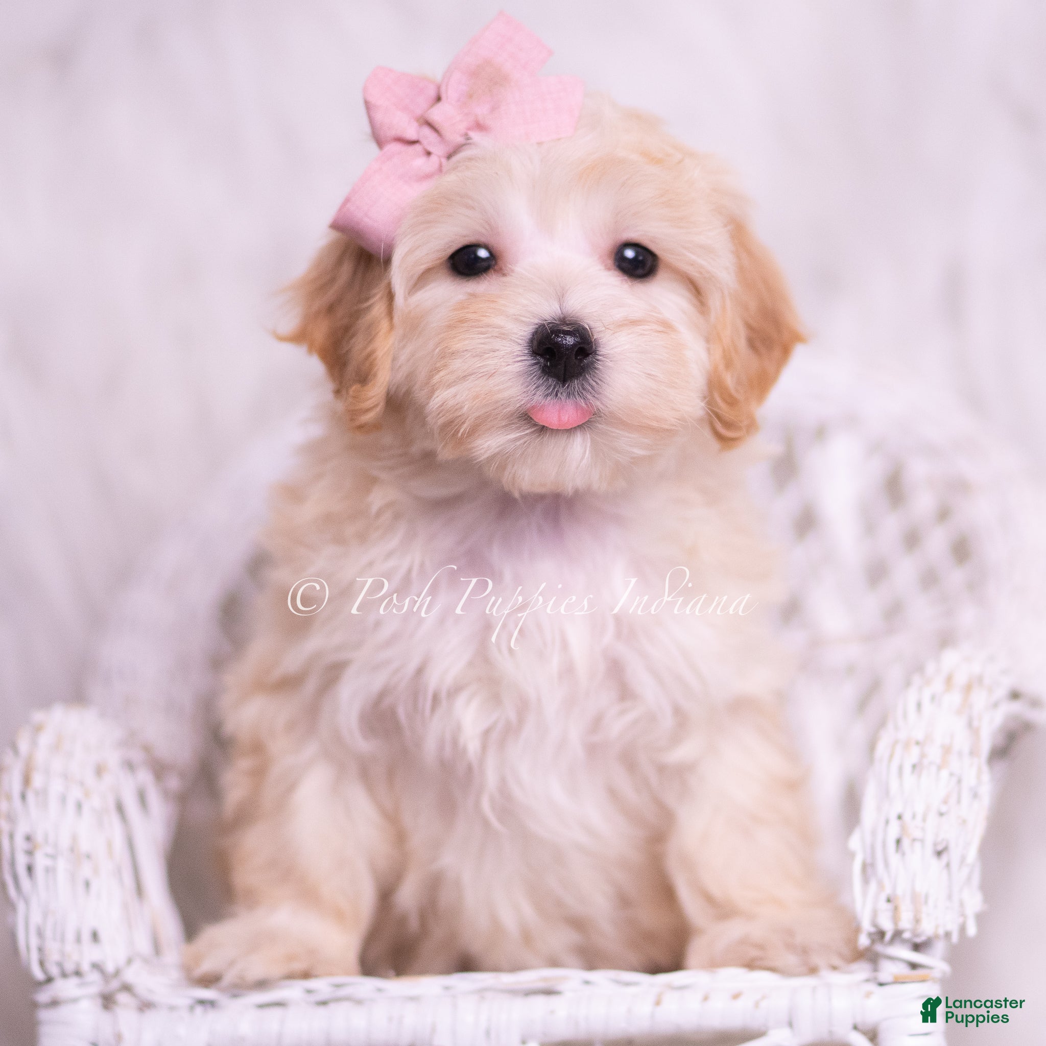 Maltipoo dogs Tinka - Ad 39