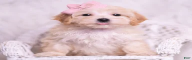 Tinka