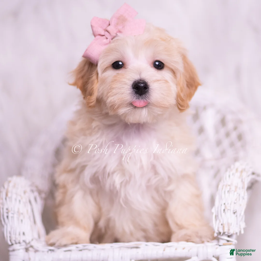 Maltipoo dogs for sale: Tinka - Ad 1
