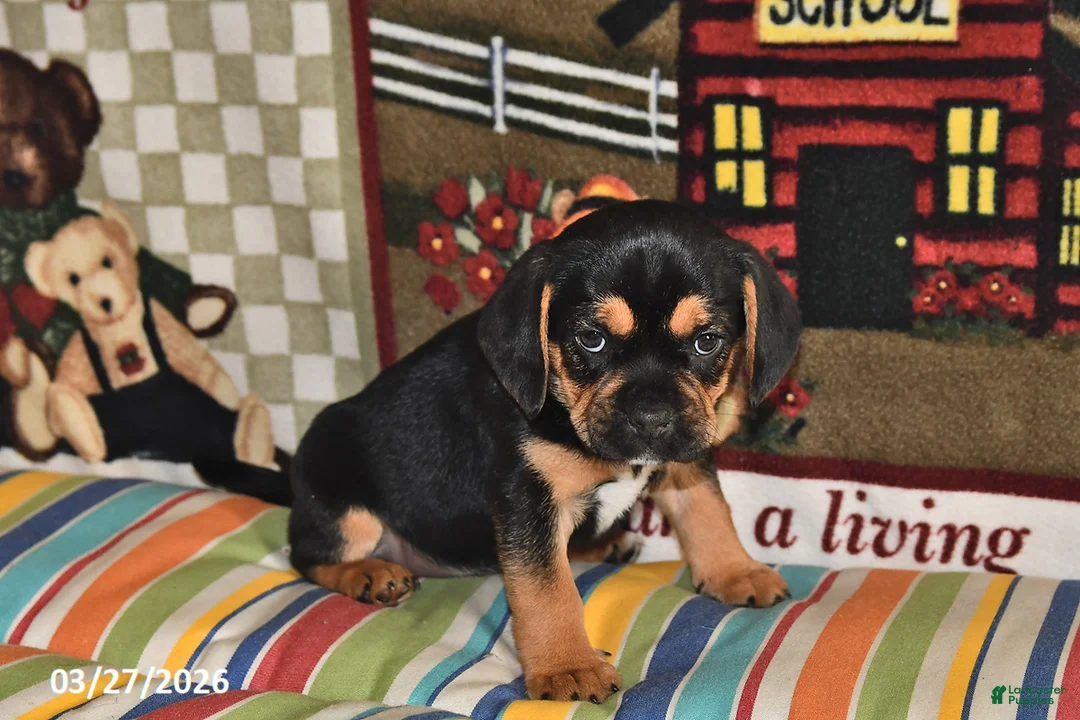 Puggle dogs for sale: Ollie - Ad 2