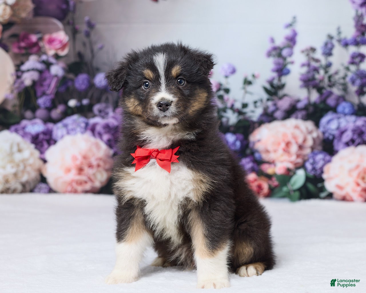 Australian Shepherd dogs Theo - Ad 1